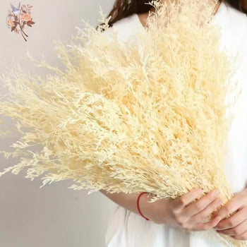 Degë Pampas e tharë natyrale për dekor