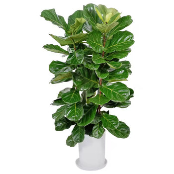 Pemë artificiale dekorative me gjethe tropikale, ideale për zbukurim ambienti