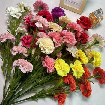 Degë me karafila me 5 koka