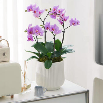 Vazo lulesh plastike e bardhë mat me vija vertikale