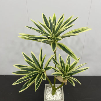 Degë artificiale jeshile me 2 ndarje me gjethe të gjata jeshile, 94cm