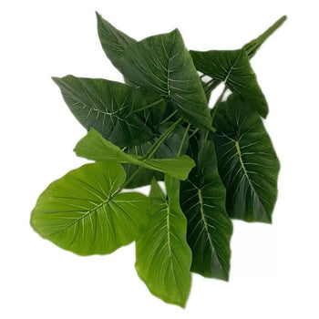 Gjethe tropikale dekorative
