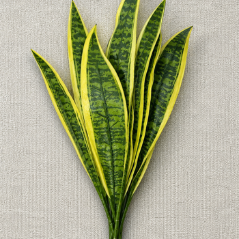 Degë dekorative Sansevieria