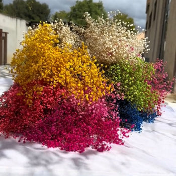 Tufe me lule te thata Gypsophilia