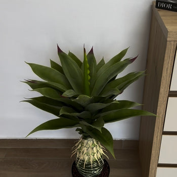 Pemë artificiale Agave