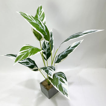 Degë me 12 gjethe me jeshile + konturim me të bardhë