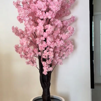 Pemë pjeshke e çelur 200cm