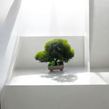 Vazo e bardhë me Bonsai