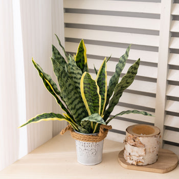 Degë artificiale shpatore, 55 cm