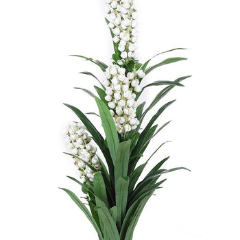 Pemë banane me 4 koka të çelura e thekë portokalli 160 cm