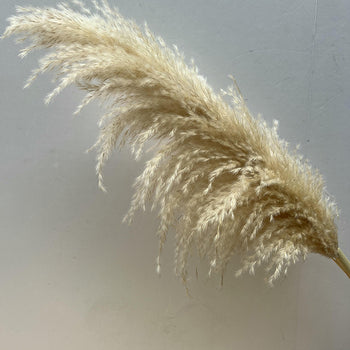 Degë me lule të thata Pamapas Tree