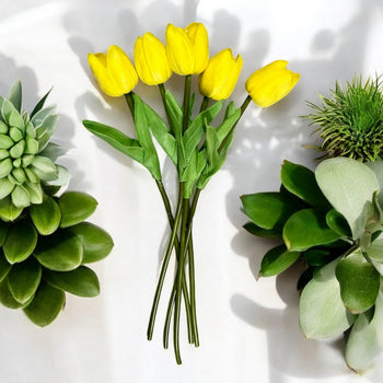 Tulipana në disa ngjyra
