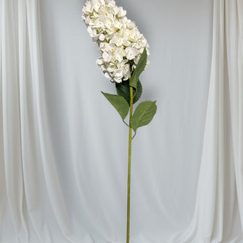 Lule Hydrangea