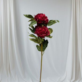 Lule teke Paeonia