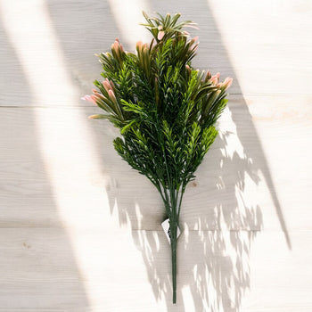 Shkurre e egër Daisy